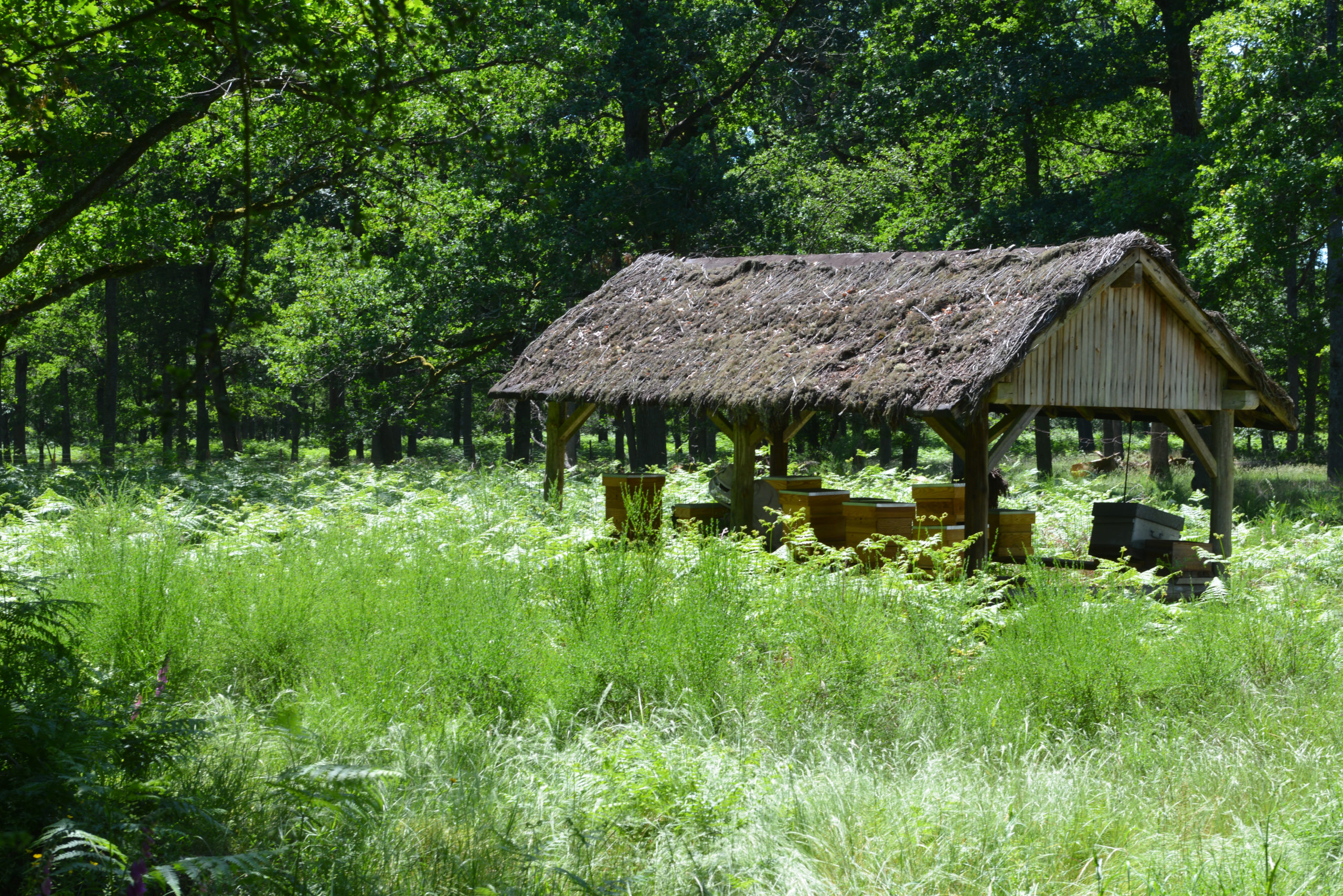 Refuge en Forêt Conservatoire de l'abeille noire