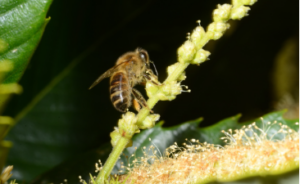 Abeille noire récoltant du pollen